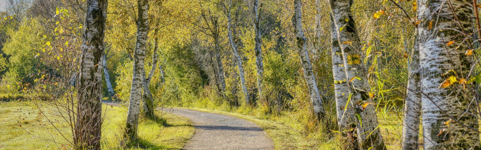 En grus sti, der bugter sig igennem en skov.